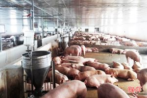 Hương Sơn đình chỉ 10 cơ sở chăn nuôi lợn không đảm bảo môi trường