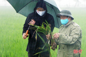 Bí thư Tỉnh ủy: Tập trung chăm sóc, phòng trừ bệnh đạo ôn cổ bông trên lúa đúng thuốc, đúng kỹ thuật, đúng thời điểm