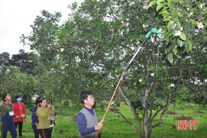 Độc đáo máy thụ phấn bổ sung cho bưởi Phúc Trạch - Hà Tĩnh