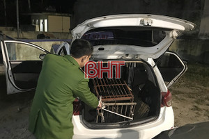 Hà Tĩnh bắt xe taxi chở cá thể gấu nặng hơn 140kg trong đêm U22 Việt Nam vô địch