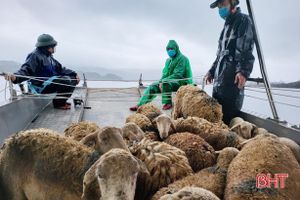 Thả thử nghiệm 20 con cừu vào Vườn Quốc gia Vũ Quang