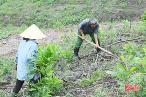 Sau những cơn mưa, người dân Vũ Quang nhanh tay phủ xanh rừng keo