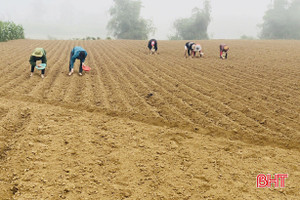 Nông dân Vũ Quang tập trung gieo trỉa 470 ha lạc xuân trước 26/2