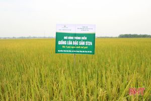 Doanh nghiệp đầu tiên ở Hà Tĩnh sản xuất thử giống lúa chất lượng gạo đứng thứ 3 thế giới