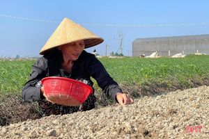 Đon thời tiết, nông dân vựa rau TP Hà Tĩnh nhanh tay cải tạo đất, gieo giống