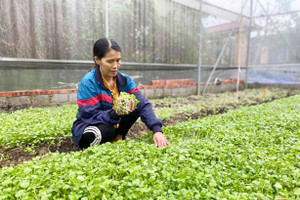 Đón đầu thị trường, nông dân ven đô Hà Tĩnh "bội thu” sau lũ