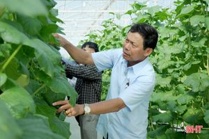 Mướt mắt vườn dưa lưới đạt chuẩn VietGAP đầu tiên ở Hà Tĩnh