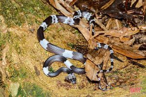 Phát hiện loài rắn khuyết Đài Loan tại Vườn Quốc gia Vũ Quang