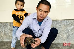 Người dân Hương Sơn giao nộp rùa sa nhân quý hiếm