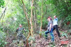 Hà Tĩnh trồng mới 8.000 ha rừng và 4, 2 triệu cây phân tán