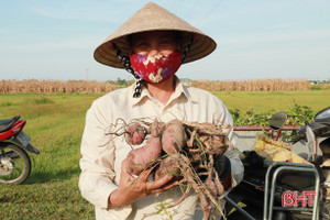 Trồng khoai lang giống mới, nông dân Nghi Xuân thu về gần 100 triệu đồng/ha