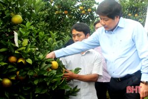 Thứ trưởng Bộ NN&PTNT khuyên người trồng cam Vũ Quang dùng phân bón hữu cơ