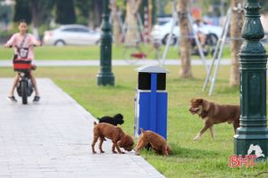 Chó không rọ mõm, phóng uế khi ra quảng trường ở TP Hà Tĩnh