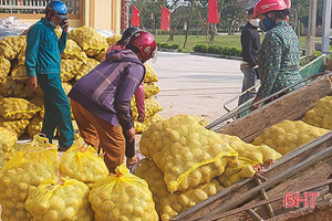 Khoai tây “bén duyên” vùng đất pha cát bạc màu ở Hà Tĩnh