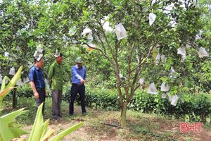 Nông dân huyện miền núi Hà Tĩnh “giải nhiệt” cho hơn 3. 450 ha cây ăn quả