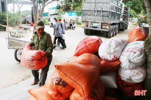 Lúa nếp Hà Tĩnh: “Có bao nhiêu, mua bấy nhiêu”