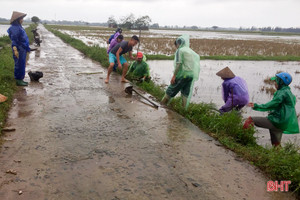 Người dân Can Lộc, Hồng Lĩnh ra quân diệt chuột