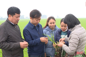 Chủ động khoanh vùng, xử lý sớm bệnh đạo ôn trên lúa xuân ở Hà Tĩnh