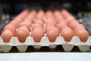 Thế giới ngày qua: Phát hiện trứng gà nhiễm thuốc trừ sâu tại Italy