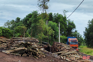 Gỗ keo tràm “rớt giá”, người trồng lẫn người buôn gặp khó