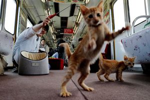 Tàu hỏa thành tiệm cà phê cho người yêu mèo ở Nhật Bản