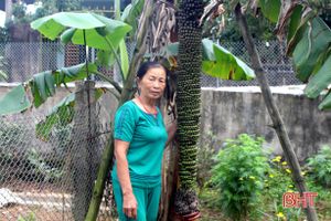 Cây chuối "lạ" trổ hơn 100 nải ở Hà Tĩnh