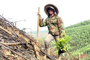 Bám đồi, sớm phủ diện tích trồng keo ở Vũ Quang