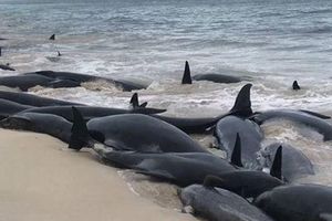 Hàng trăm con cá voi chết đồng loạt do mắc cạn tại Australia