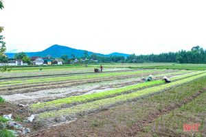 Sau mưa, nông dân Hà Tĩnh ra đồng làm đất, chăm sóc cây trồng