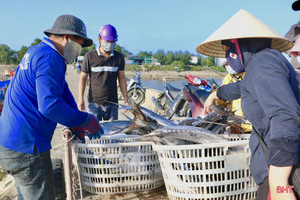 Mùa biển động, ngư dân Cẩm Xuyên vẫn “trúng” nhiều hải sản giá trị