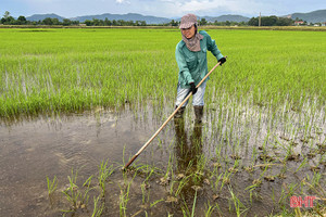 Nông dân Hà Tĩnh vào đợt tỉa dặm, chăm sóc lúa hè thu