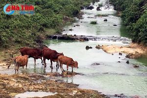 Hồ Vực Trống ô nhiễm nặng, hàng ngàn hộ dân thiếu nước dùng!