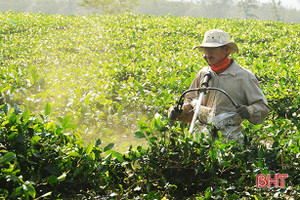 Hương Trà thay mới những đồi chè để tăng năng suất, sản lượng