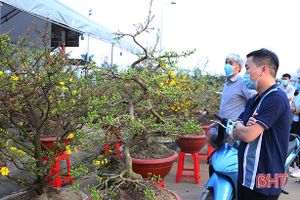 Chợ cây cảnh ngày tết ở Hà Tĩnh: Quất, đào giá “mềm”, hoa mai chờ khách