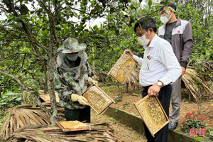 Mùa mật của người nuôi ong ở Vũ Quang