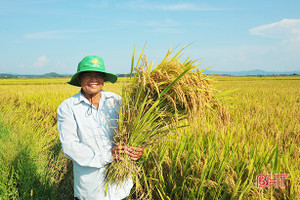 Nhiều giống lúa mới khẳng định năng suất vượt trội ở huyện miền núi Hà Tĩnh