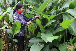“Thủ phủ” lá dong Yên Sơn tất bật vào mùa thu hoạch