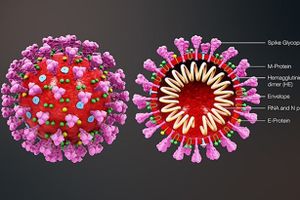 Australia chụp hình 3D virus SARS-COV-2 hỗ trợ chế tạo vắc-xin