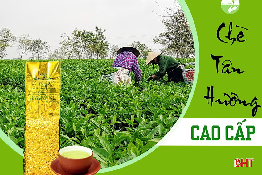 ទីផ្សារនាំចេញរបស់ក្រុមហ៊ុនភាគហ៊ុនរួម Ha Tinh Tea ភាគច្រើនគឺប៉ាគីស្ថាន និងអាហ្វហ្គានីស្ថាន។ bqbht_br_053.jpg