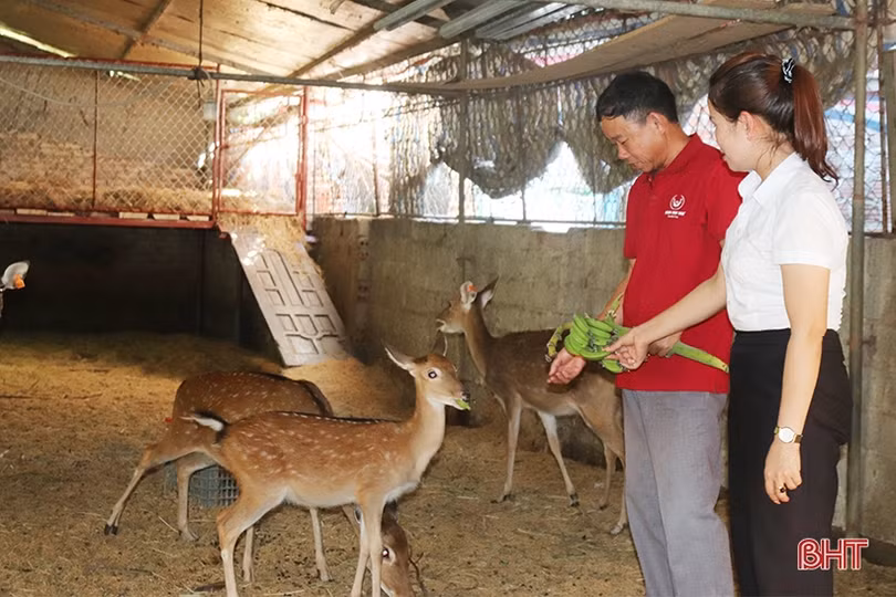 Xã ven đô Hà Tĩnh đa dạng mô hình kinh tế gắn với xây dựng nông thôn mới