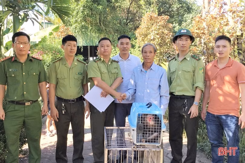 Một người dân ở Nghi Xuân bàn giao cá thể khỉ mặt đỏ quý hiếm