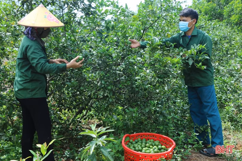 Chanh Vũ Quang sai quả nhưng lại... “rớt” giá, ế hàng do ảnh hưởng dịch Covid-19