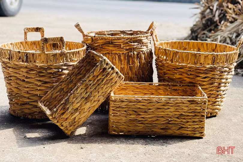 Nông dân Hà Tĩnh phấn khởi thu lợi từ... bèo tây