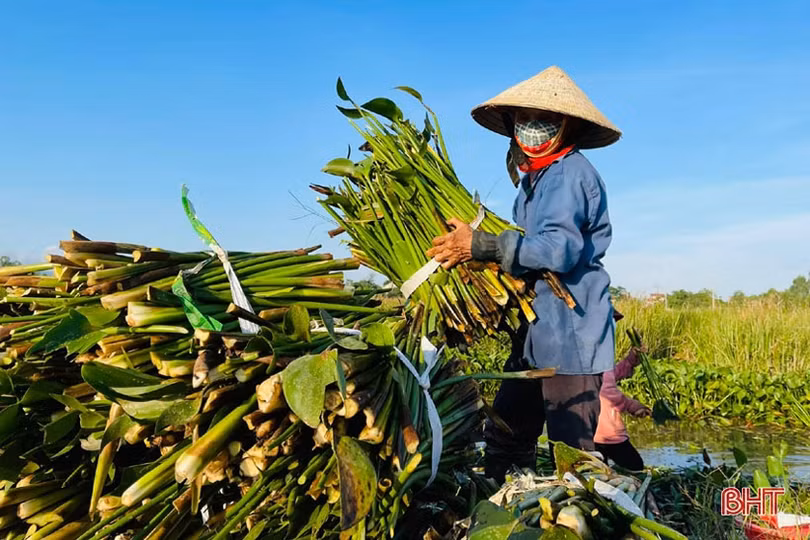 Nông dân Hà Tĩnh phấn khởi thu lợi từ... bèo tây