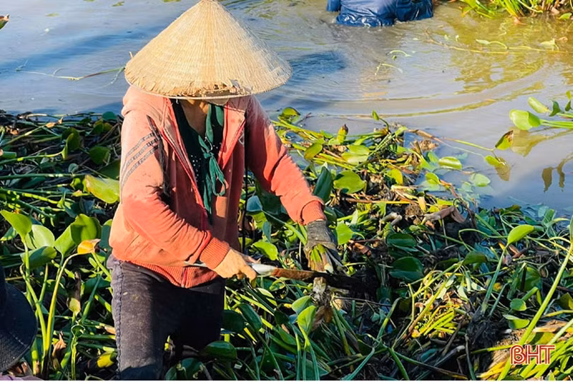 Nông dân Hà Tĩnh phấn khởi thu lợi từ... bèo tây