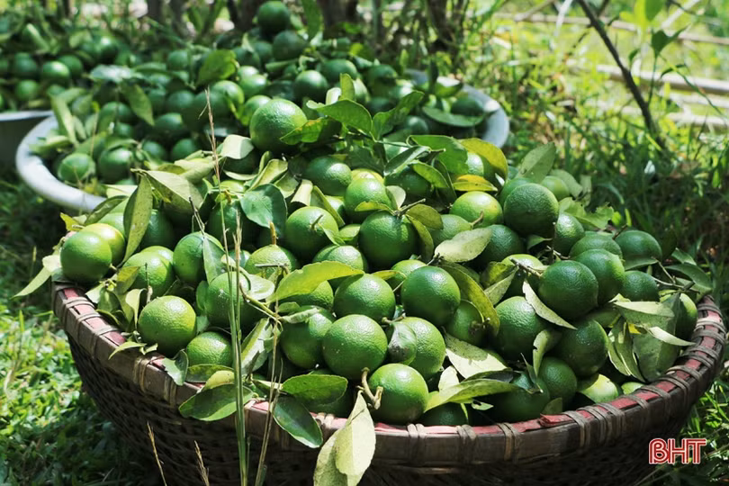 Chanh Vũ Quang sai quả nhưng lại... “rớt” giá, ế hàng do ảnh hưởng dịch Covid-19