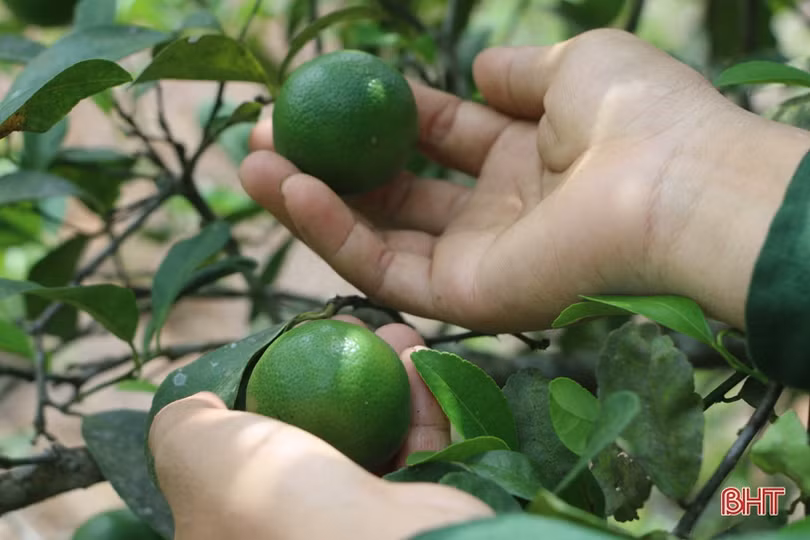 Chanh Vũ Quang sai quả nhưng lại... “rớt” giá, ế hàng do ảnh hưởng dịch Covid-19