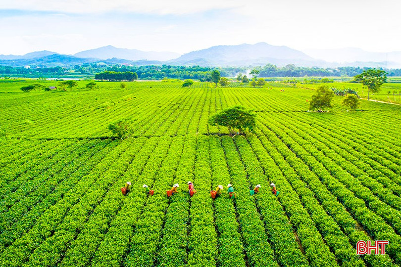 Tháng Giêng thức dậy những chồi non, lộc biếc. Ảnh: Đồi chè Sơn Kim (Nguyễn Thanh Hải) bqbht_br_a1.jpg
