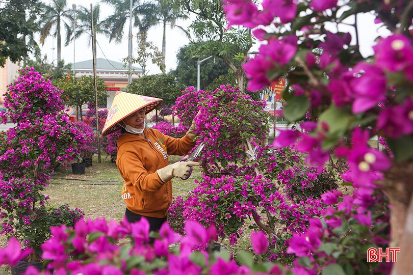 Nông dân Hà Tĩnh chăm hoa đợi Tết. bqbht_br_a5.jpg