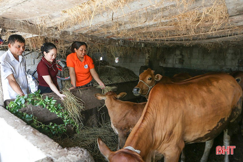 Đàn bò đông đúc của bà Hồ Thị Quyến (thôn Phù ích, xã Đông Kinh) được nhân giống từ mô hình sinh kế bò giống ban đầu của dự án. bqbht_br_a2.jpg